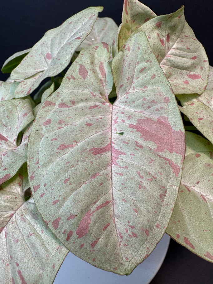 Close-up of a variegated syngonium eaf with pale green to off-white areas and pink mottling, surrounded by other similar leaves and a dark background.