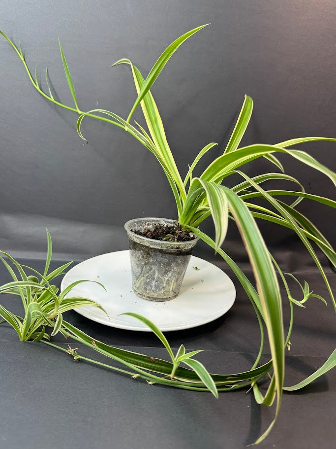 Reverse Variegated Spider Plant | Haven's Choice | 3.5inch Pot Size