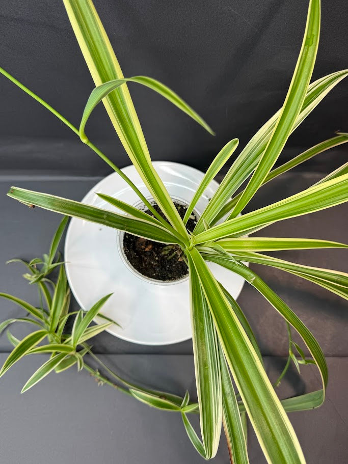 Reverse Variegated Spider Plant | Haven's Choice | 3.5inch Pot Size