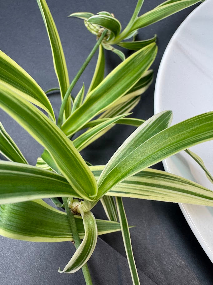 Reverse Variegated Spider Plant | Haven's Choice | 3.5inch Pot Size