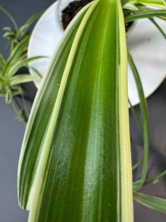Reverse Variegated Spider Plant | Haven's Choice | 3.5inch Pot Size