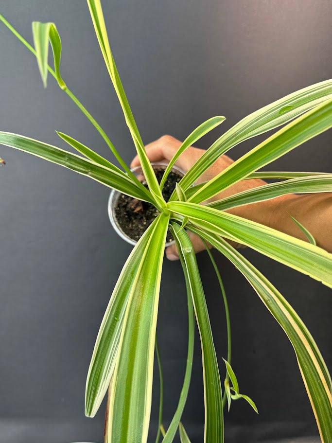 Reverse Variegated Spider Plant | Haven's Choice | 3.5inch Pot Size