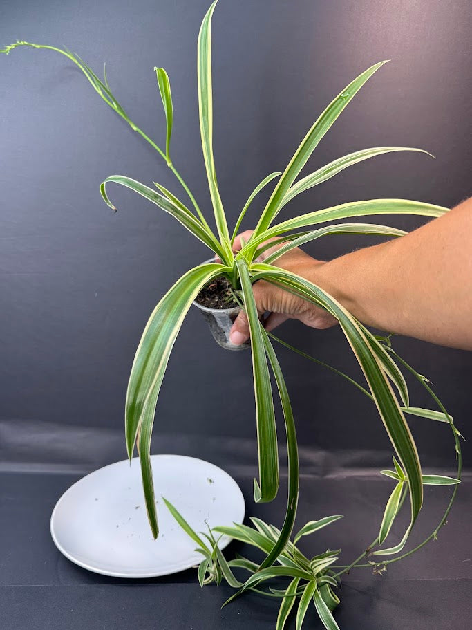 Reverse Variegated Spider Plant | Haven's Choice | 3.5inch Pot Size