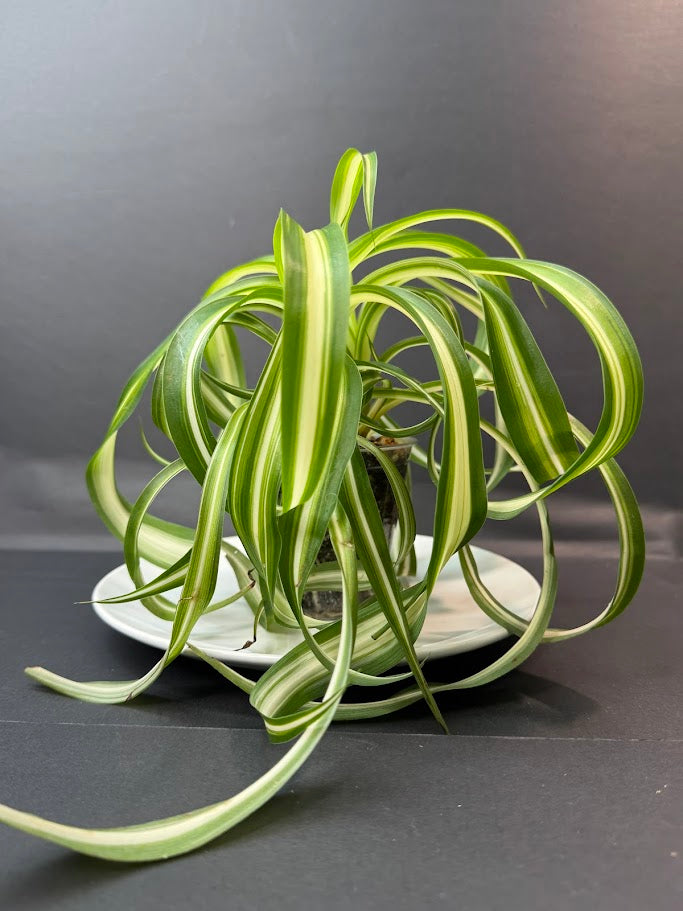 Curly Spider Plant ‘Bonnie’ | 3.5-Inch Clear Cup | Haven's Choice