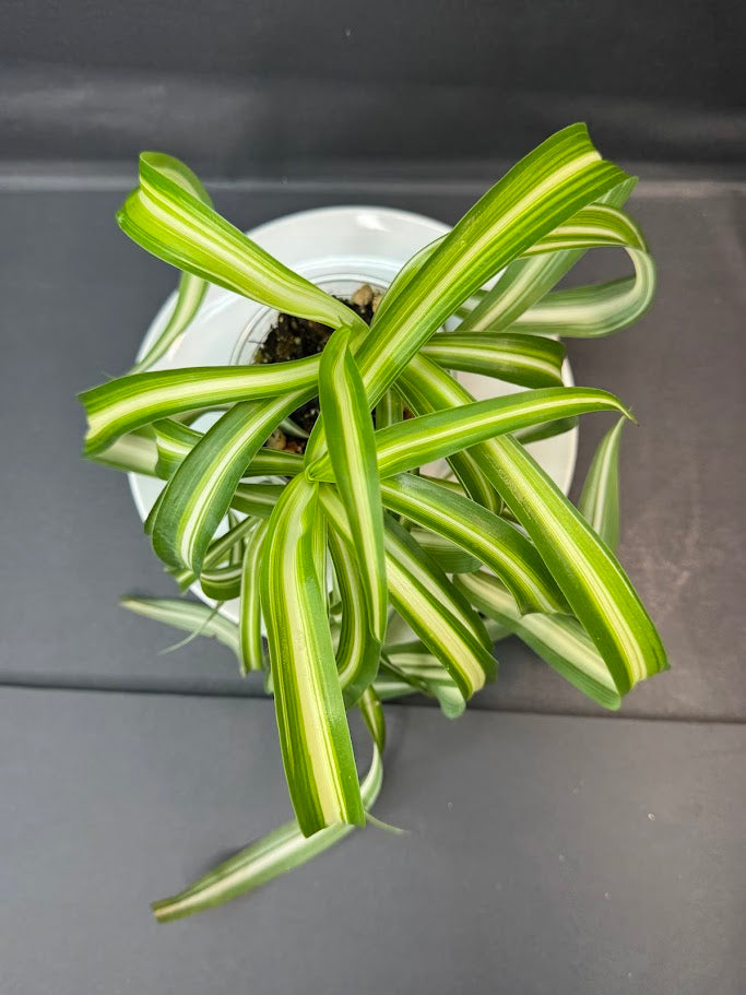 Curly Spider Plant ‘Bonnie’ | 3.5-Inch Clear Cup | Haven's Choice