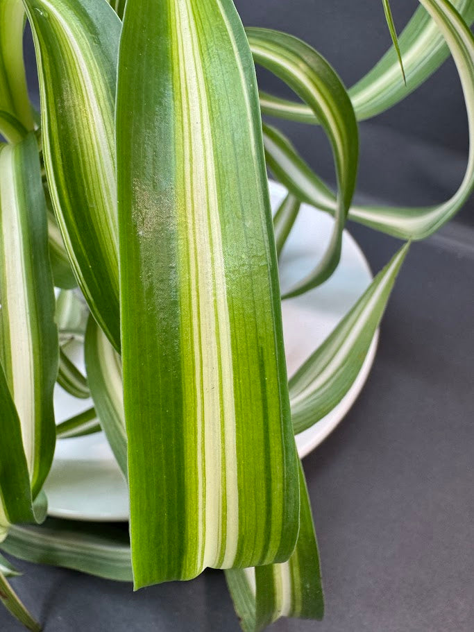 Curly Spider Plant ‘Bonnie’ | 3.5-Inch Clear Cup | Haven's Choice