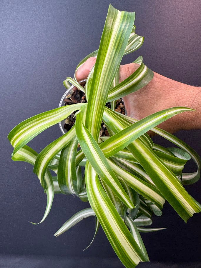 Curly Spider Plant ‘Bonnie’ | 3.5-Inch Clear Cup | Haven's Choice