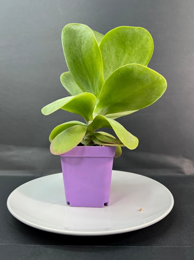 Flapjack Succulent (Kalanchoe luciae) | 2.5 or 3-Inch Plant | Haven’s Choice