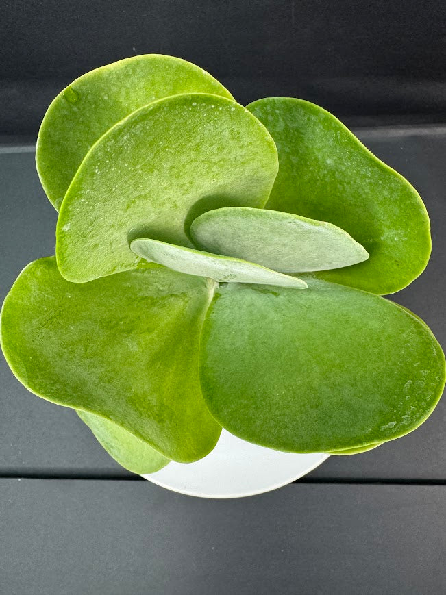 Flapjack Succulent (Kalanchoe luciae) | 2.5 or 3-Inch Plant | Haven’s Choice