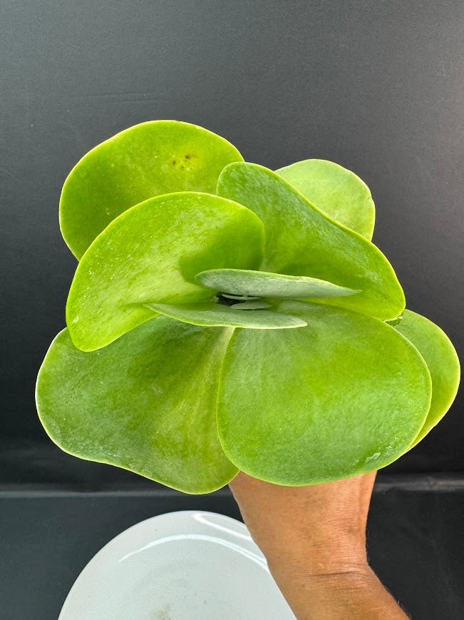 Flapjack Succulent (Kalanchoe luciae) | 2.5 or 3-Inch Plant | Haven’s Choice