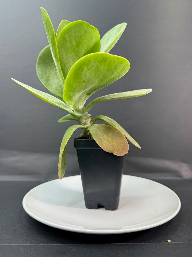 Flapjack Succulent (Kalanchoe luciae) | 2.5 or 3-Inch Plant | Haven’s Choice