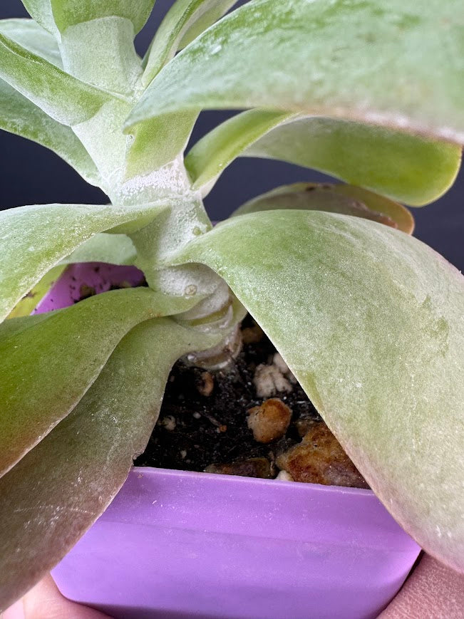 Flapjack Succulent (Kalanchoe luciae) | 2.5 or 3-Inch Plant | Haven’s Choice