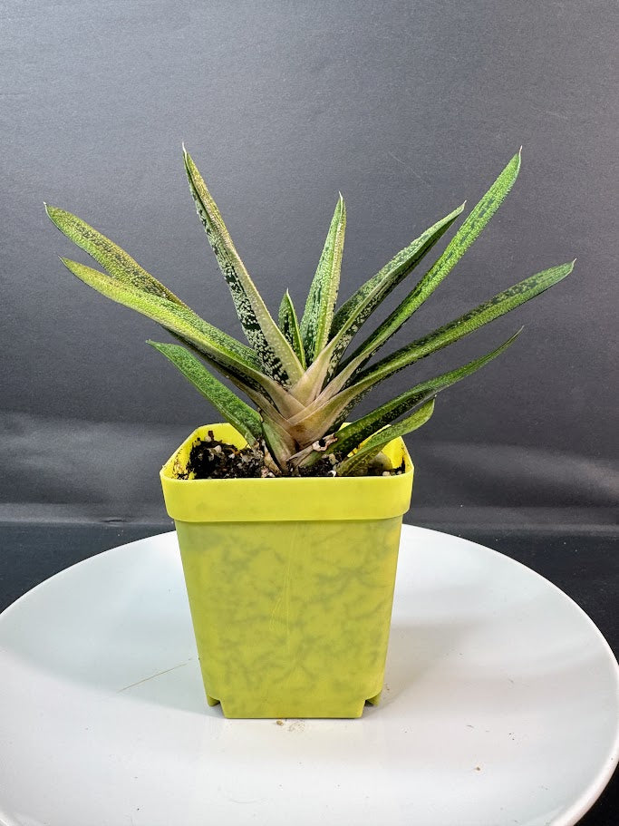 A small potted succulent plant with green and yellow variegated leaves in a bright yellow-green square plastic pot, displayed on a white plate against a dark gray background.