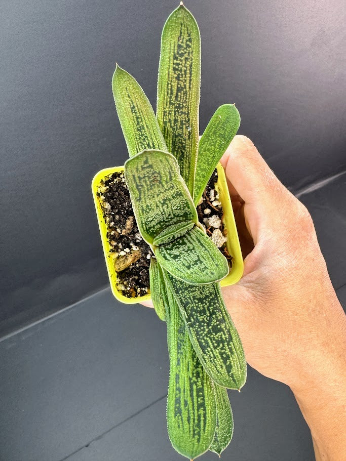 A small green succulent plant with long, narrow leaves held in a hand against a dark gray background. The plant is potted in a bright yellow-green plastic container filled with soil and small stones.