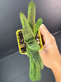 A small green succulent plant with long, narrow leaves held in a hand against a dark gray background. The plant is potted in a bright yellow-green plastic container filled with soil and small stones.