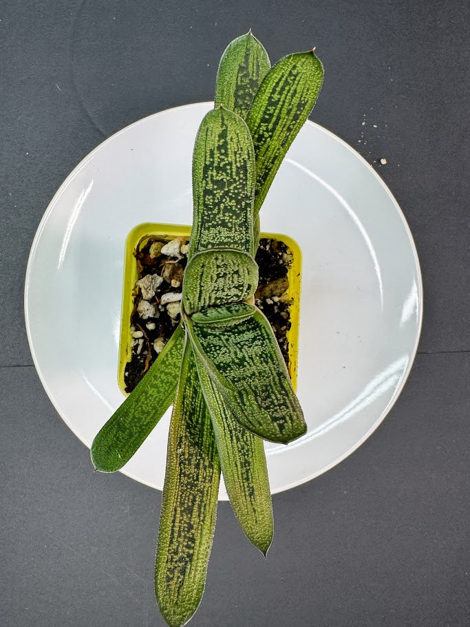 A snake plant in a small square yellow-green pot with pebbles, placed on a white plate against a dark gray background.