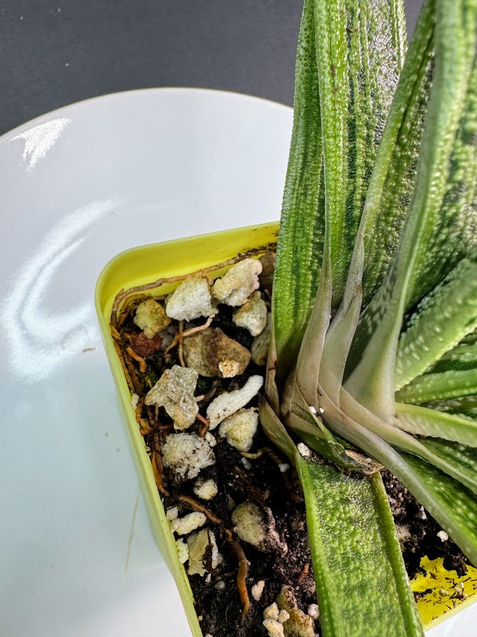 A close-up of a potted succulent plant with thick, striped green leaves emerging from a lime green square pot filled with soil and small white stones, resting on a white plate.