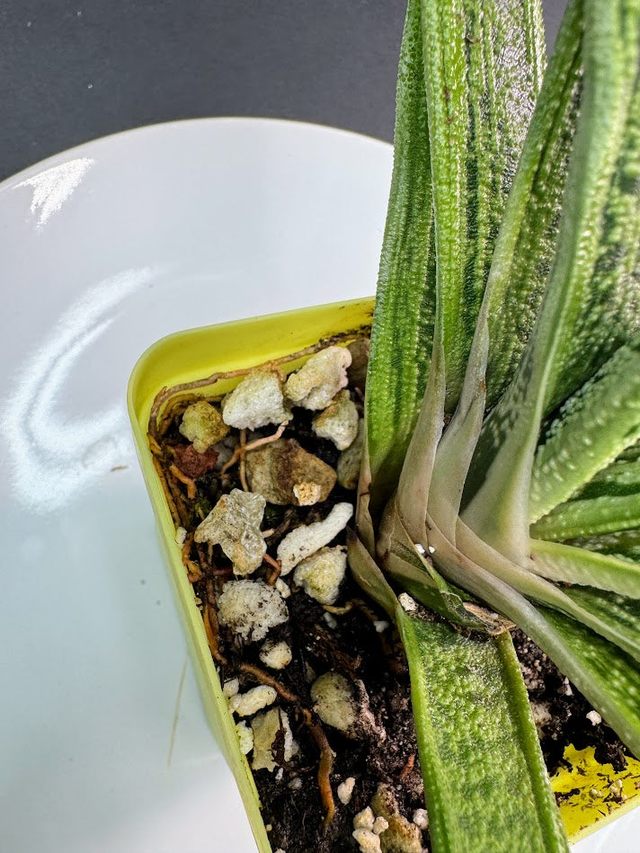 Chunky Cactus & Succulent Mix | Gritty, Fast-Draining Cactus & Succulent Soil
