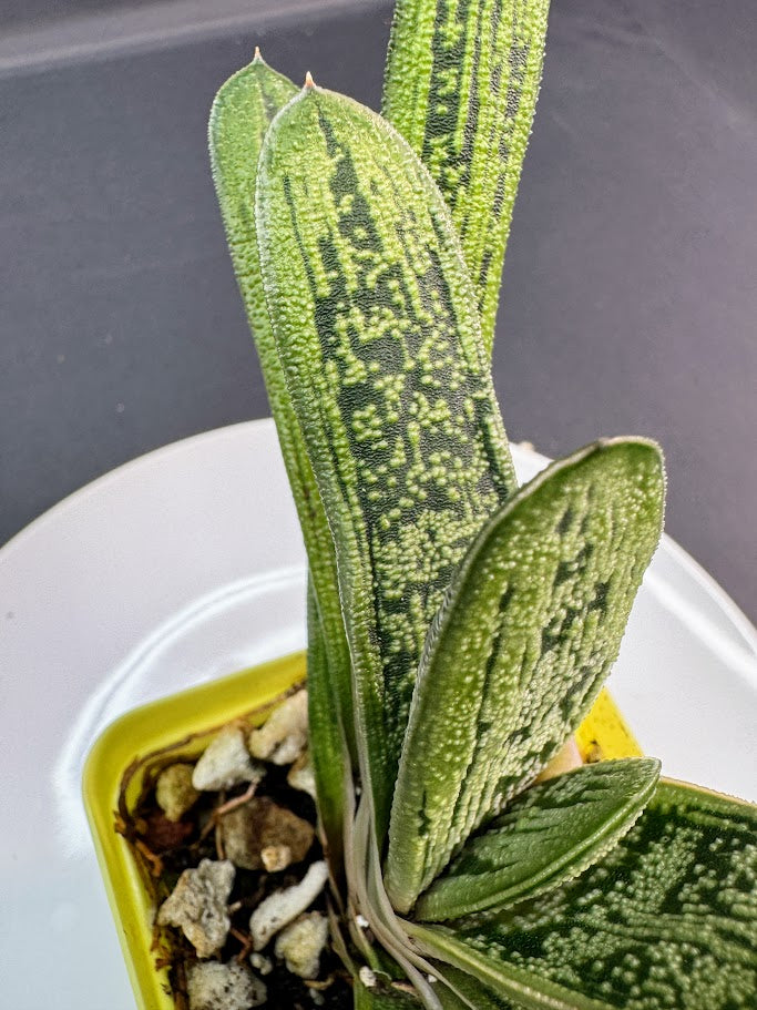 A close-up of a green succulent plant with textured, dotted patterned leaves, potted in a small yellow-green container with bark, sitting on a white plate against a dark gray background.