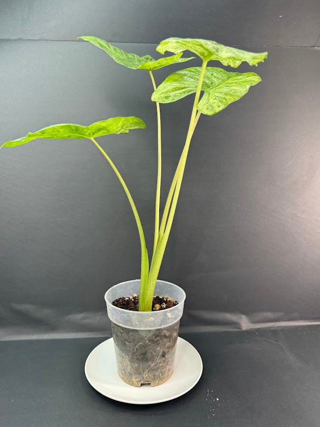 Alocasia Odora Batik #01 | 5-Inch Clear Pot | Haven’s One of One