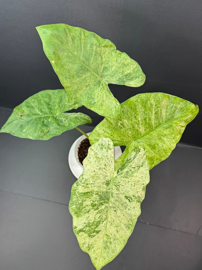 Alocasia Odora Batik #01 | 5-Inch Clear Pot | Haven’s One of One