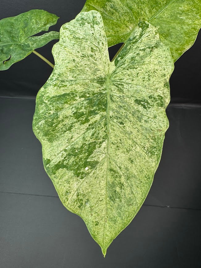 Alocasia Odora Batik #01 | 5-Inch Clear Pot | Haven’s One of One