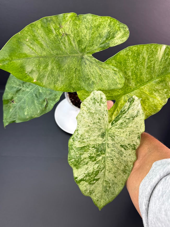 Alocasia Odora Batik #01 | 5-Inch Clear Pot | Haven’s One of One