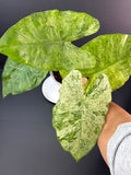 Alocasia Odora Batik #01 | 5-Inch Clear Pot | Haven’s One of One