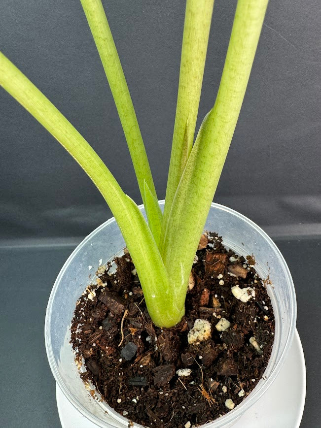 Alocasia Odora Batik #01 | 5-Inch Clear Pot | Haven’s One of One