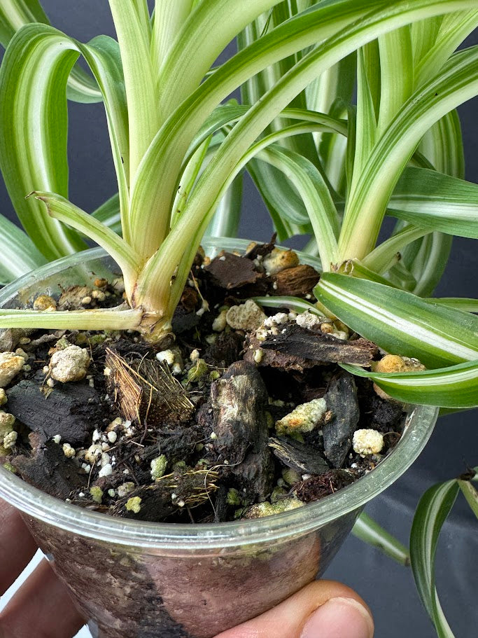 Curly Spider Plant ‘Bonnie’ | 3.5-Inch Clear Cup | Haven's Choice