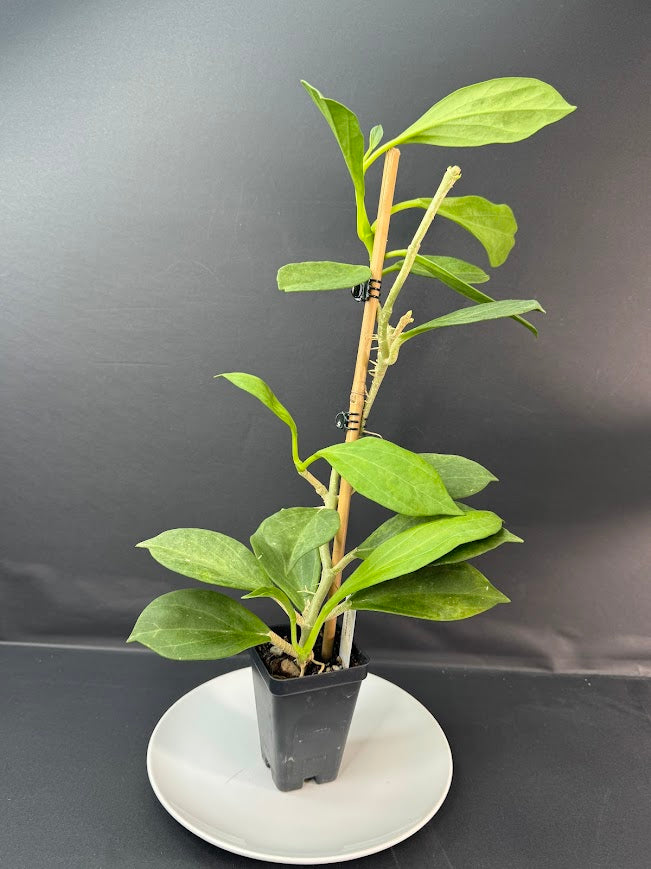Hoya Pachyclada #02 | 2.5-Inch Plant | Haven’s One of One