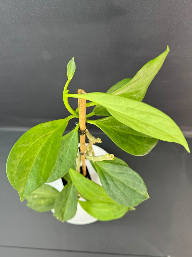 Hoya Pachyclada #02 | 2.5-Inch Plant | Haven’s One of One