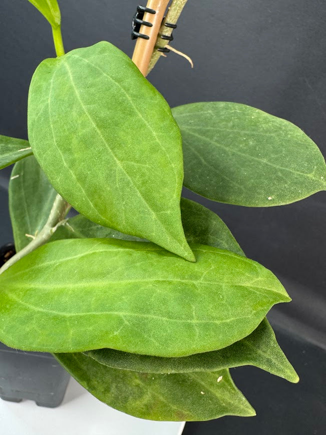 Hoya Pachyclada #02 | 2.5-Inch Plant | Haven’s One of One