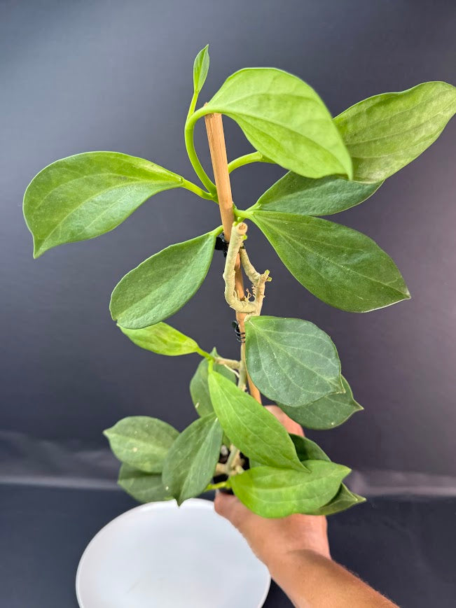 Hoya Pachyclada #02 | 2.5-Inch Plant | Haven’s One of One