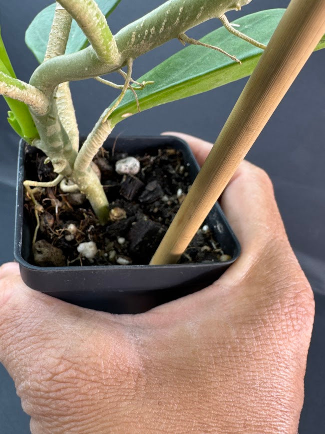 Hoya Pachyclada #02 | 2.5-Inch Plant | Haven’s One of One