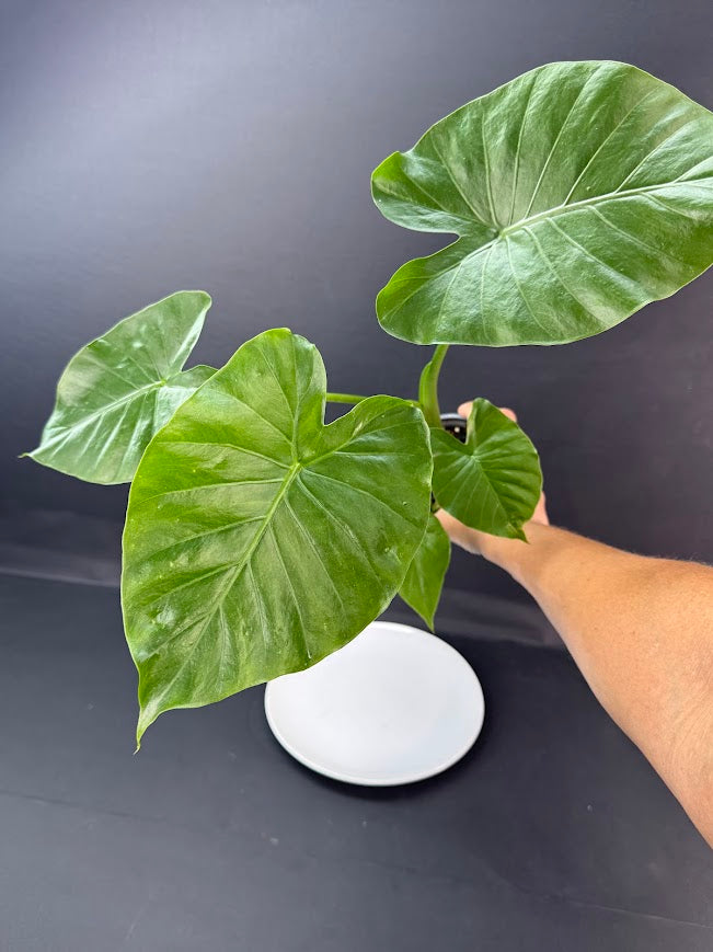 Alocasia odora ‘California’ #08 | Dwarf Elephant Ear Plant | 5-inch Pot| Haven's One of One