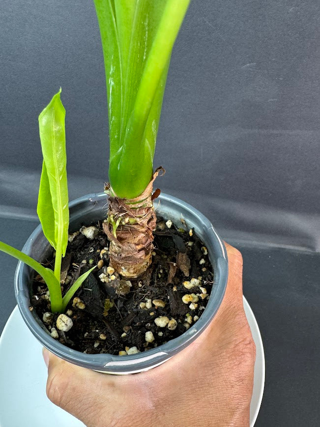 Alocasia odora ‘California’ #08 | Dwarf Elephant Ear Plant | 5-inch Pot| Haven's One of One