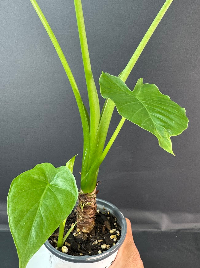 Alocasia odora ‘California’ #08 | Dwarf Elephant Ear Plant | 5-inch Pot| Haven's One of One