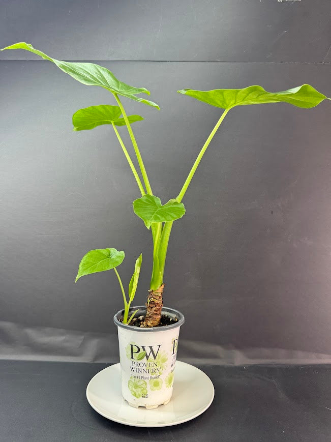 Alocasia odora ‘California’ #08 | Dwarf Elephant Ear Plant | 5-inch Pot| Haven's One of One