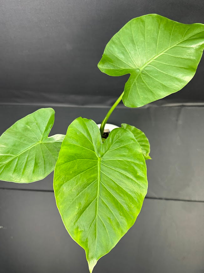 Alocasia odora ‘California’ #08 | Dwarf Elephant Ear Plant | 5-inch Pot| Haven's One of One