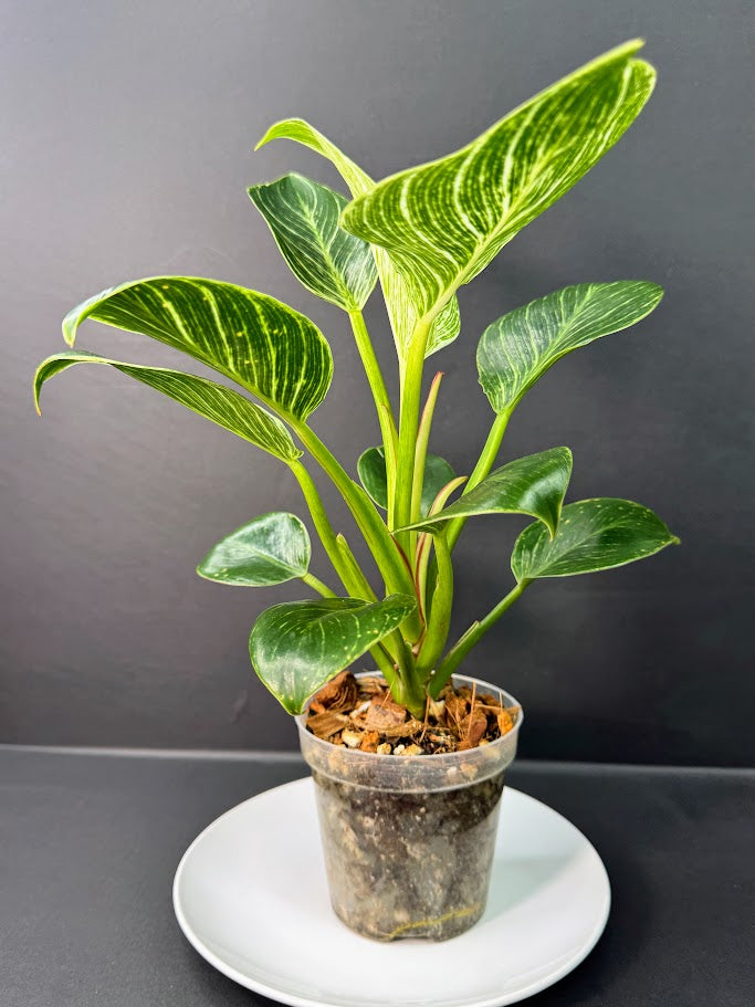 Philodendron Birkin #03 | 4-Inch Clear Pot | Haven’s One of One