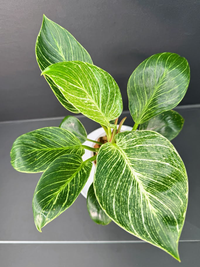 Philodendron Birkin #03 | 4-Inch Clear Pot | Haven’s One of One
