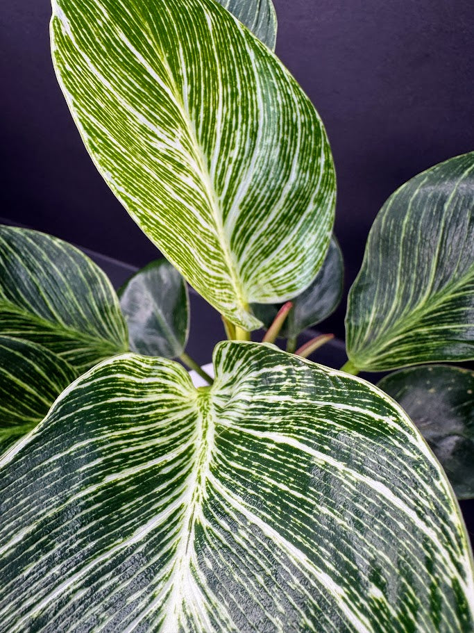 Philodendron Birkin #03 | 4-Inch Clear Pot | Haven’s One of One