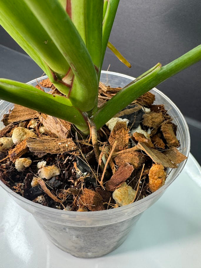 Philodendron Birkin #03 | 4-Inch Clear Pot | Haven’s One of One