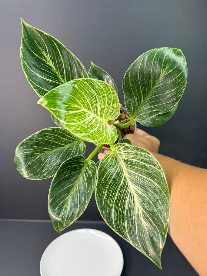 Philodendron Birkin #03 | 4-Inch Clear Pot | Haven’s One of One