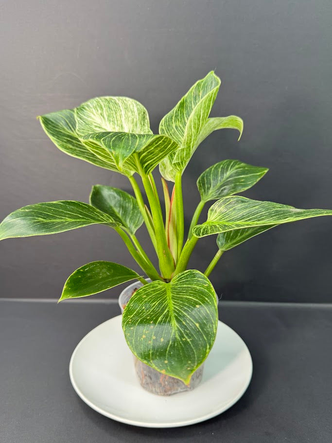 Philodendron Birkin #04 | 4-Inch Clear Pot | Haven’s One of One