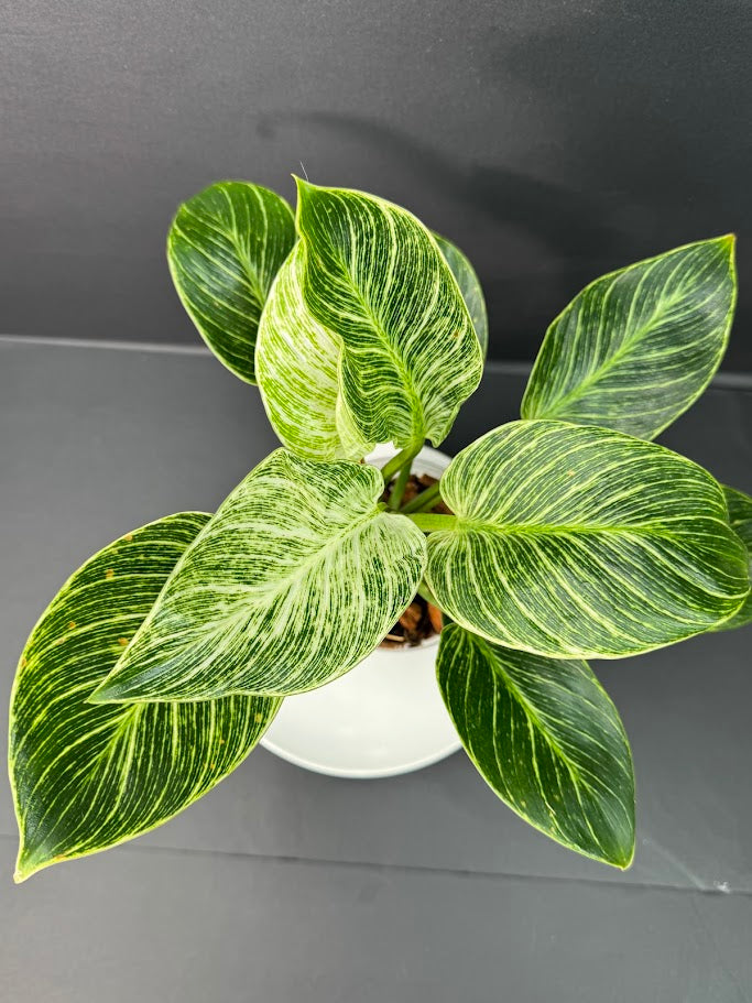 Philodendron Birkin #04 | 4-Inch Clear Pot | Haven’s One of One