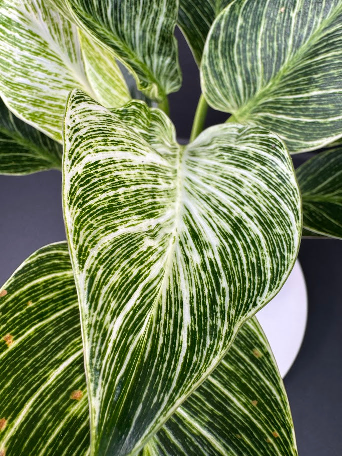 Philodendron Birkin #04 | 4-Inch Clear Pot | Haven’s One of One