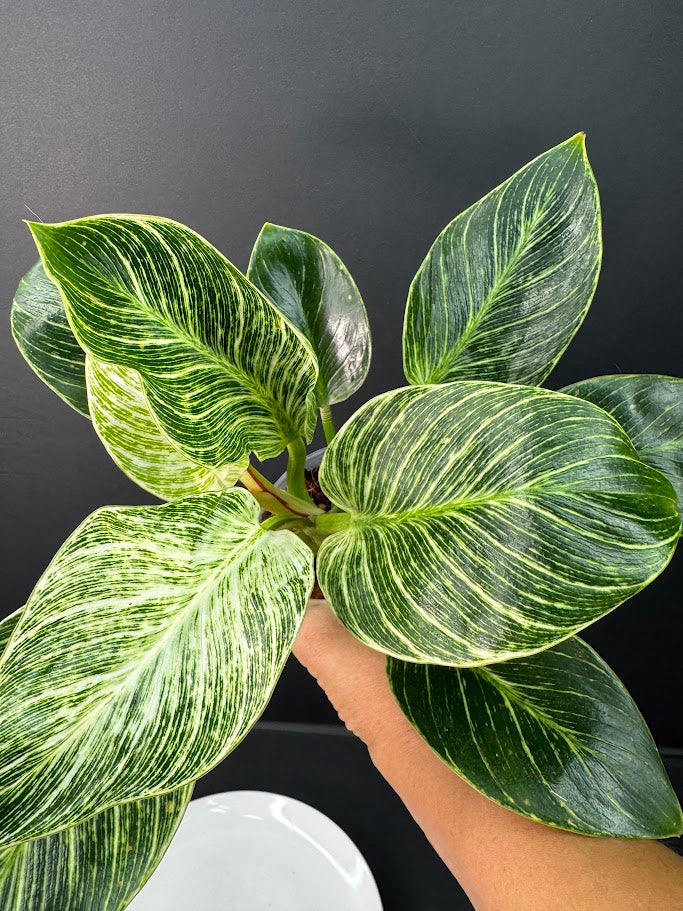 Philodendron Birkin #04 | 4-Inch Clear Pot | Haven’s One of One