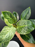 Philodendron Birkin #04 | 4-Inch Clear Pot | Haven’s One of One